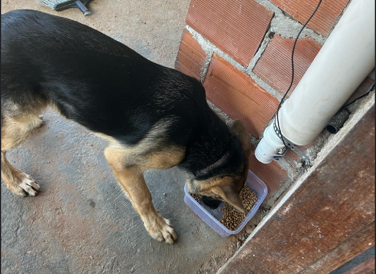 Comedouro automático em operação com cão se alimentando no campo